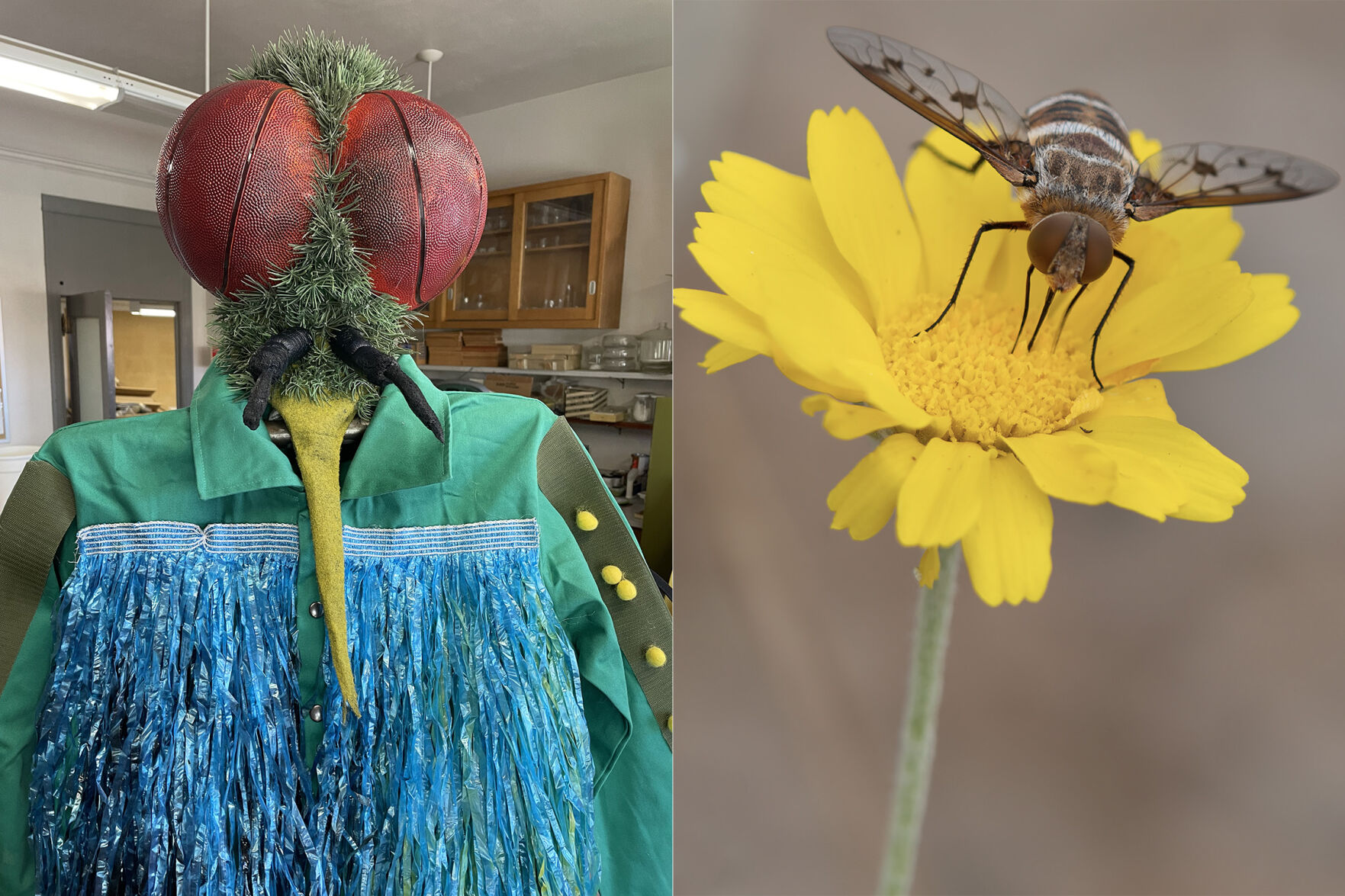 bug-festival